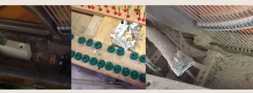 Cleaning of dirt, dust and nest removal